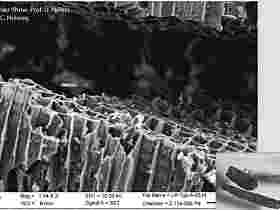 Funktionsweise der Pflanzenkohle im Fermentationsprozess
