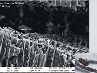 Funktionsweise der Pflanzenkohle im Fermentationsprozess