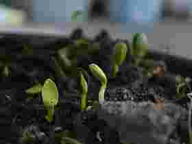 Eigenschaften der Pflanzenkohle