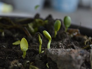 Eigenschaften der Pflanzenkohle