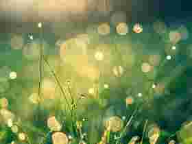 Rasenflächen, Gärtnereien und urbane Begrünung