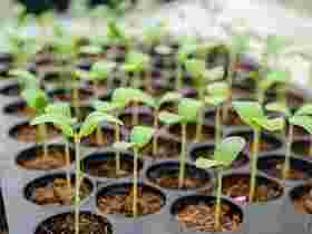 Pflanzenkohle in der Pflanzenzucht