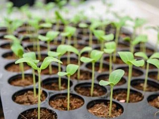 Pflanzenkohle in der Pflanzenzucht