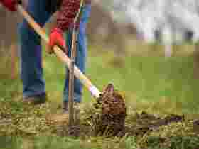 Anpflanzen von Bäumen