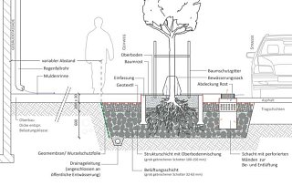 Anpflanzen von Straßenbäumen