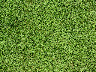 Anpflanzen von Rasenflächen