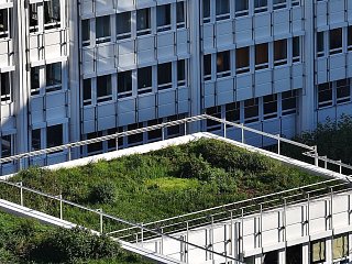 Dachbegrünung