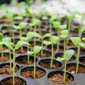 Garten- und Landschaftsbau