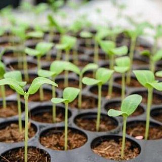 Garten- und Landschaftsbau