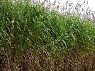 Miscanthus
