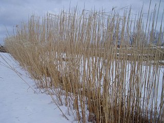Vorteile der Miscanthus-Pflanze